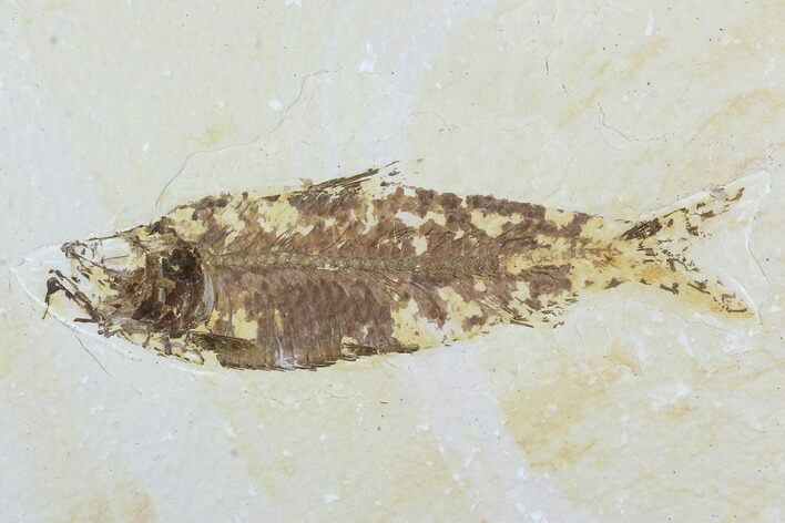 Bargain, Fossil Fish (Knightia) - Wyoming #99419